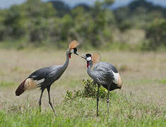 Grey Crowned Crane