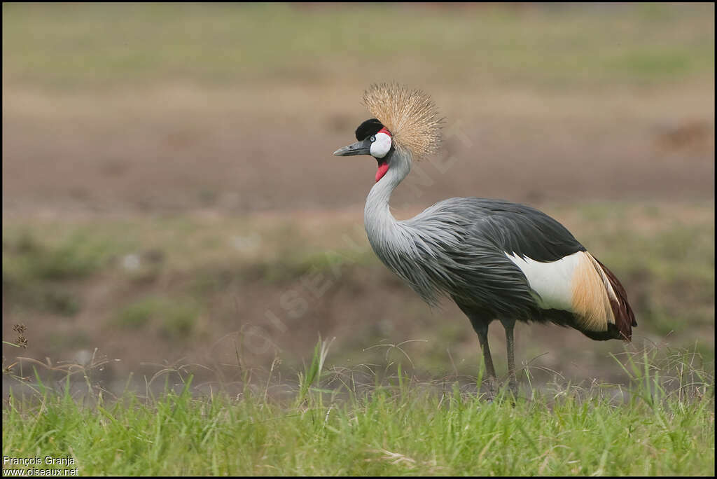 Grey Crowned Craneadult, identification