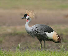 Grey Crowned Crane