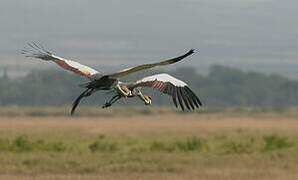 Grey Crowned Crane