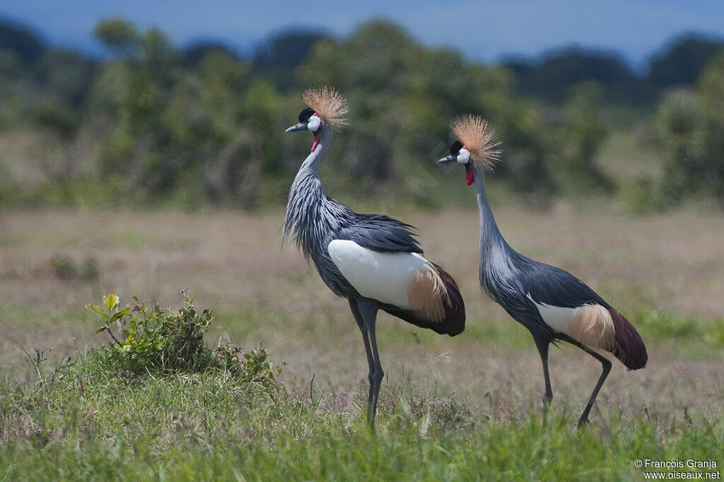 Grey Crowned Crane adult