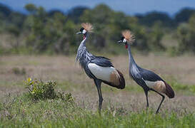 Grey Crowned Crane