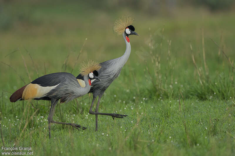 Grey Crowned Craneadult, Behaviour