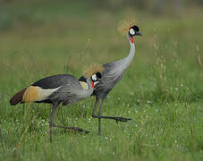 Grey Crowned Crane