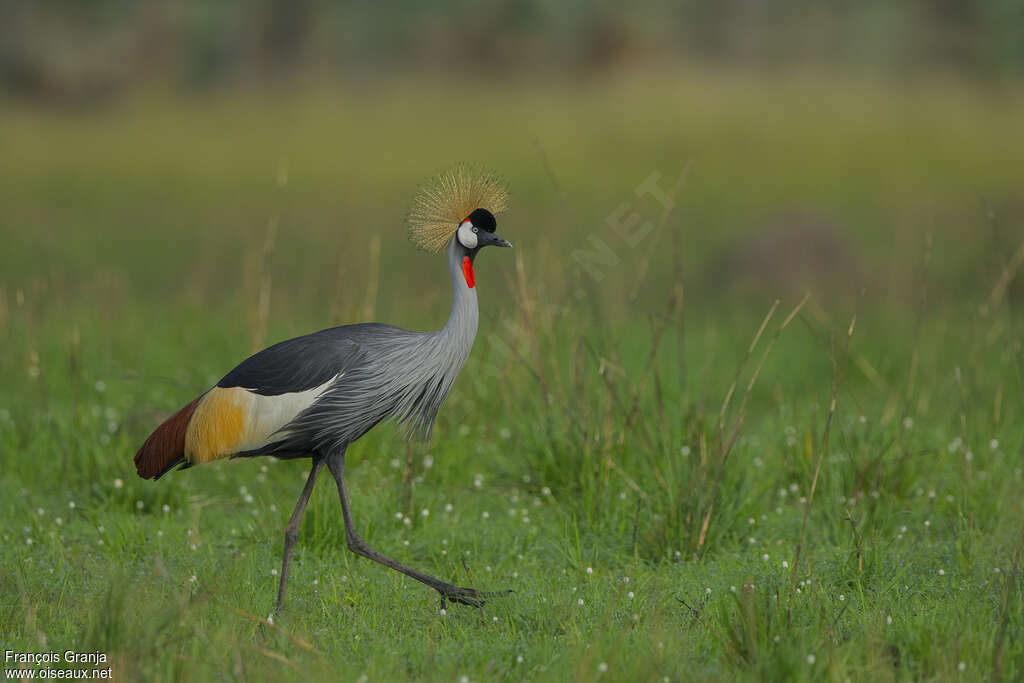 Grey Crowned Craneadult, walking