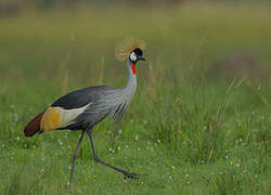 Grey Crowned Crane