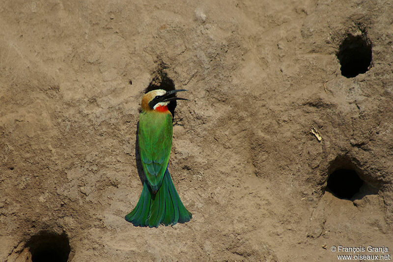 White-fronted Bee-eateradult