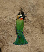 White-fronted Bee-eater