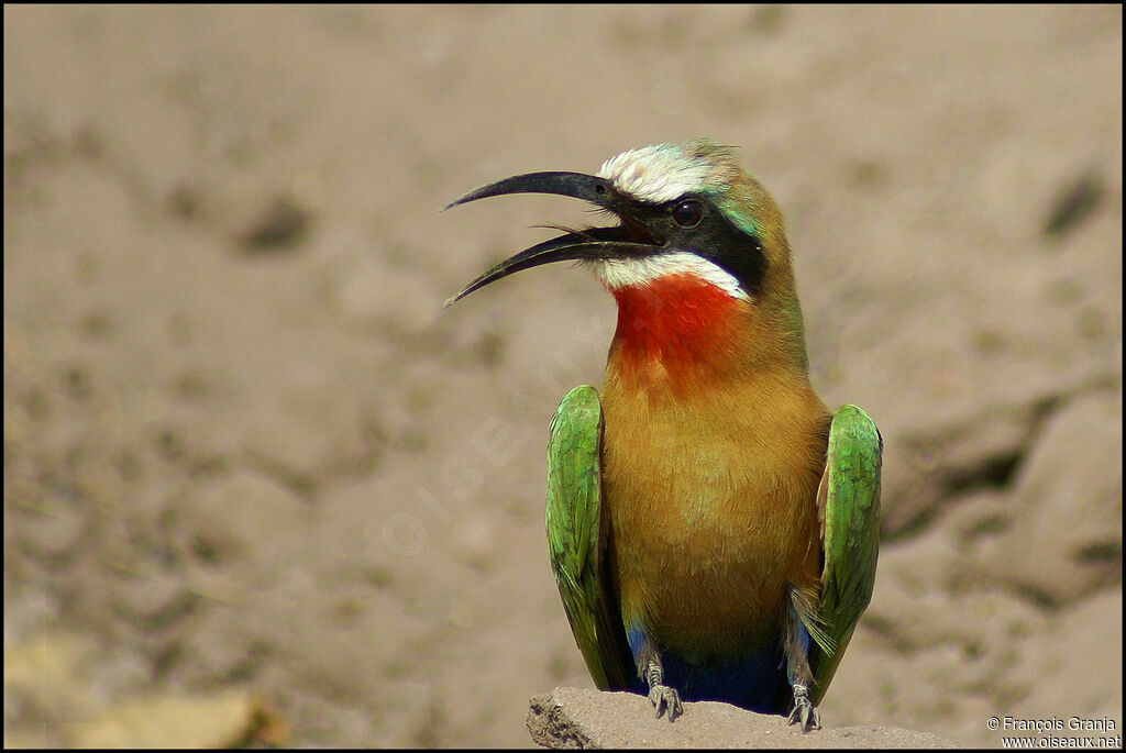 White-fronted Bee-eater