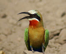 White-fronted Bee-eater