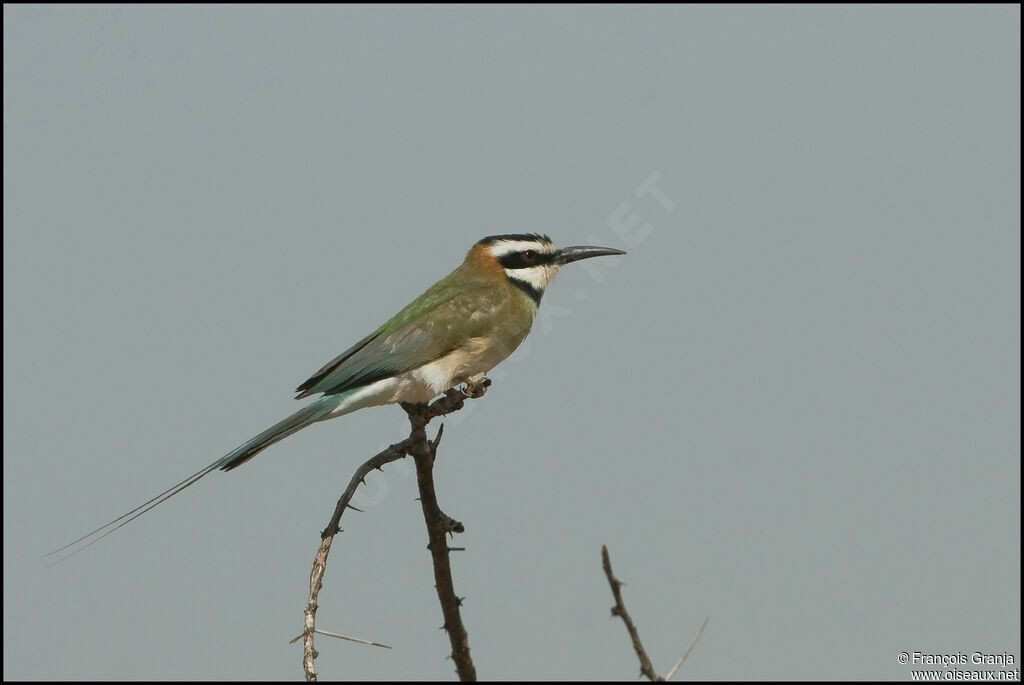 White-throated Bee-eater