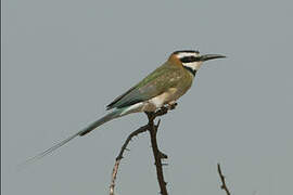 White-throated Bee-eater