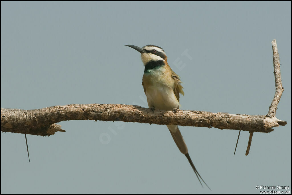 White-throated Bee-eater