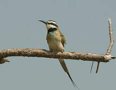 White-throated Bee-eater