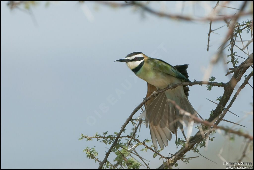 White-throated Bee-eater