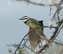 White-throated Bee-eater