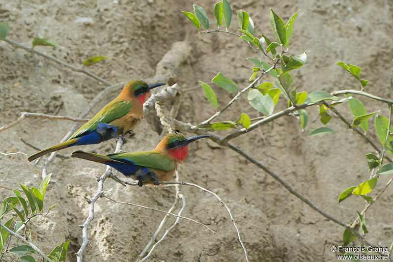 Red-throated Bee-eateradult