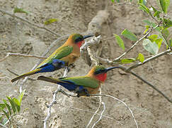 Red-throated Bee-eater