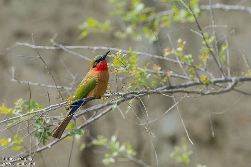 Guêpier à gorge rougeadulte, identification