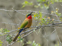 Red-throated Bee-eater