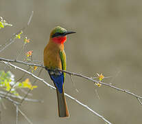 Red-throated Bee-eater