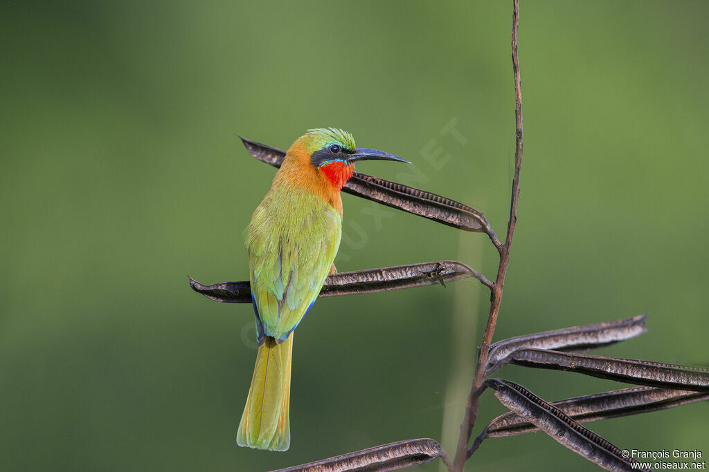 Red-throated Bee-eater