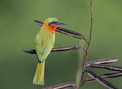 Red-throated Bee-eater