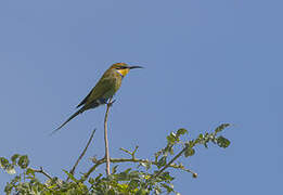 Swallow-tailed Bee-eater