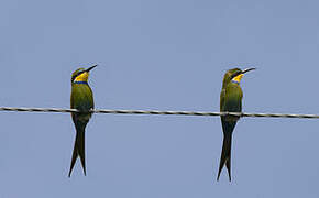 Swallow-tailed Bee-eater