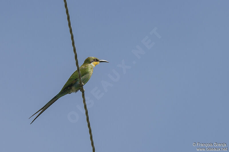 Swallow-tailed Bee-eateradult