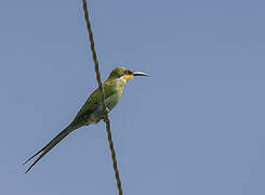 Swallow-tailed Bee-eater