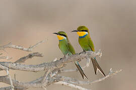 Swallow-tailed Bee-eater