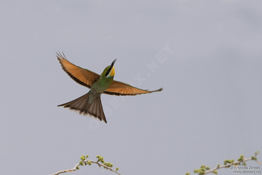 Swallow-tailed Bee-eater