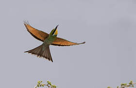 Swallow-tailed Bee-eater