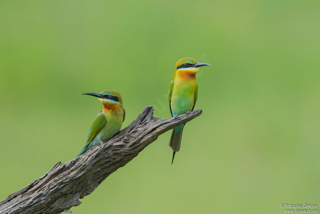 Blue-tailed Bee-eater