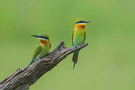 Blue-tailed Bee-eater