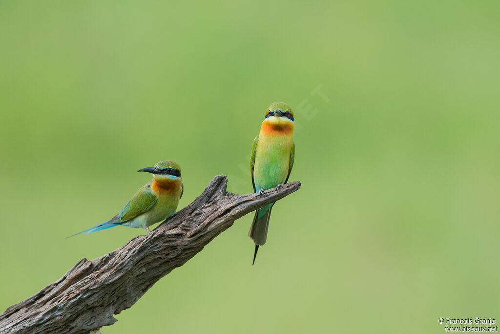 Blue-tailed Bee-eater