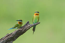 Blue-tailed Bee-eater