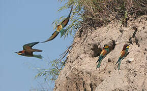 European Bee-eater