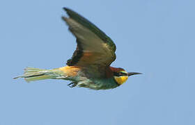 European Bee-eater