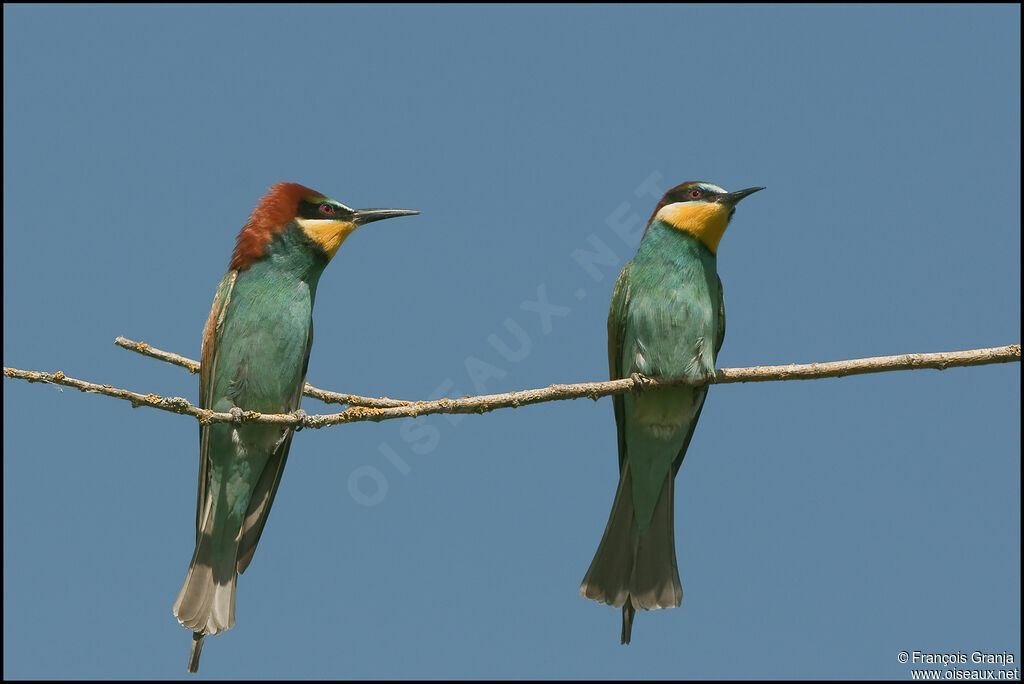 European Bee-eater adult