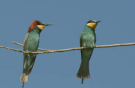 European Bee-eater