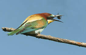 European Bee-eater