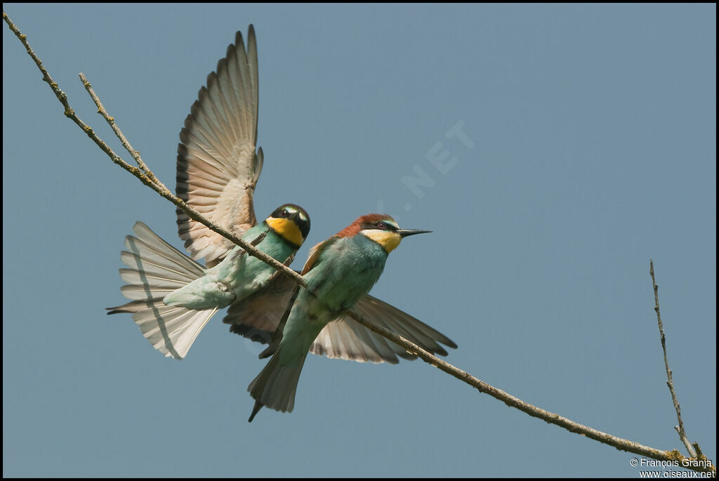 European Bee-eater adult