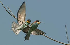 European Bee-eater