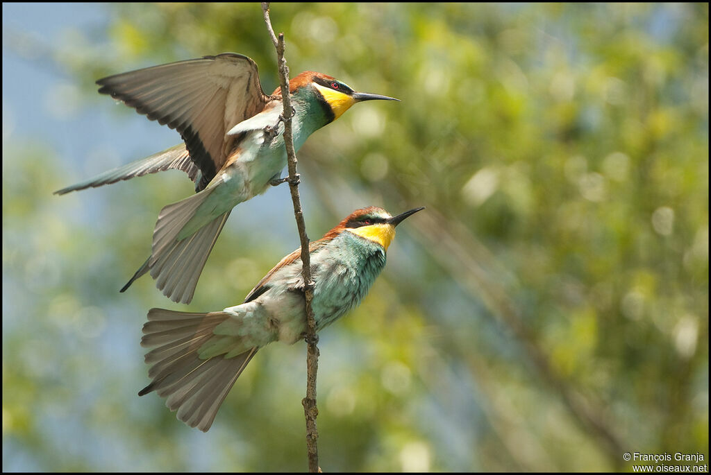 European Bee-eater adult