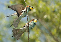 European Bee-eater