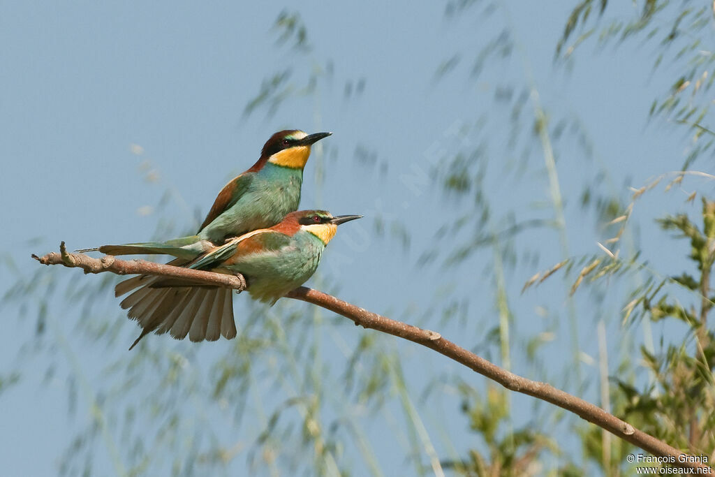 European Bee-eater adult