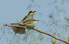 European Bee-eater