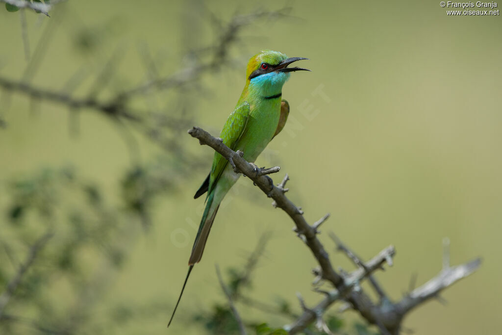 Asian Green Bee-eater